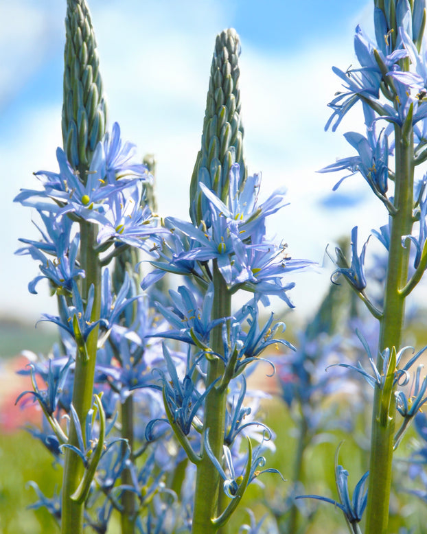 Camassia 'Blue Candle'