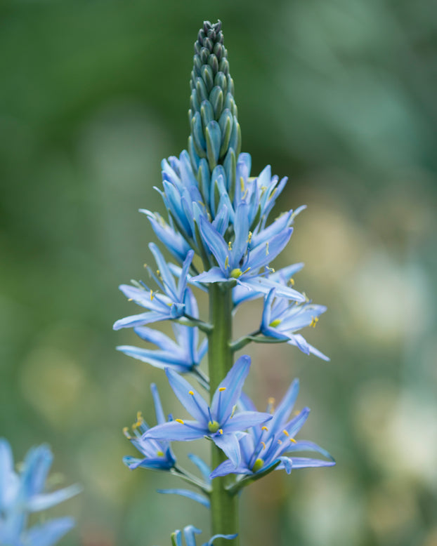 Camassia 'Blue Candle'