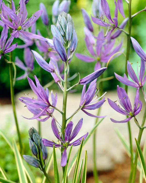 Camassia 'Blue Melody'