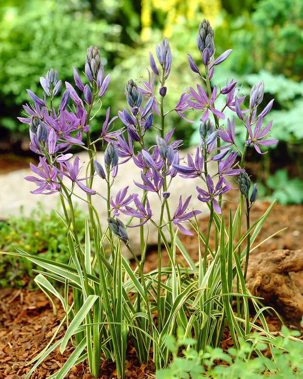 Camassia 'Blue Melody'