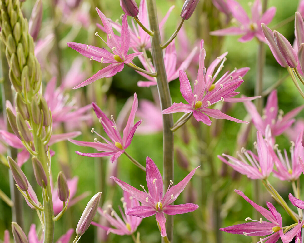 Camassia 'Candy Candle'