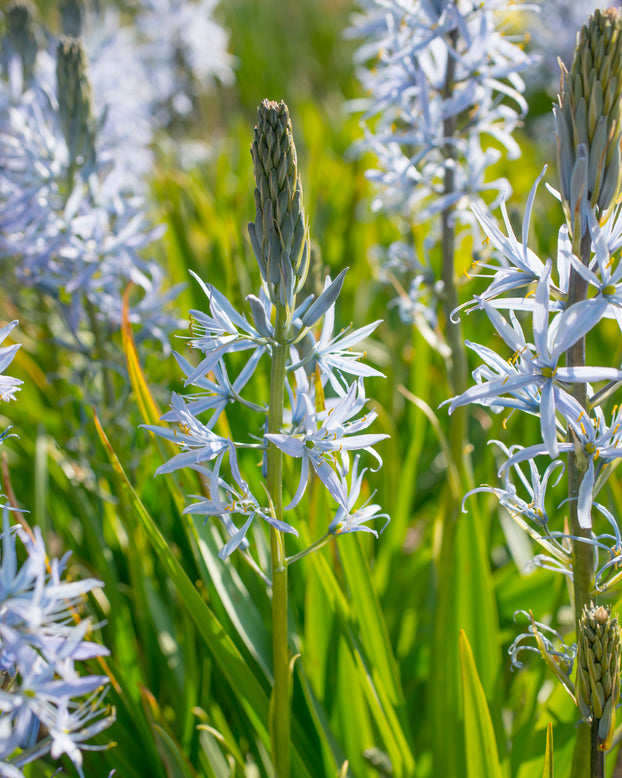 Camassia cusickii