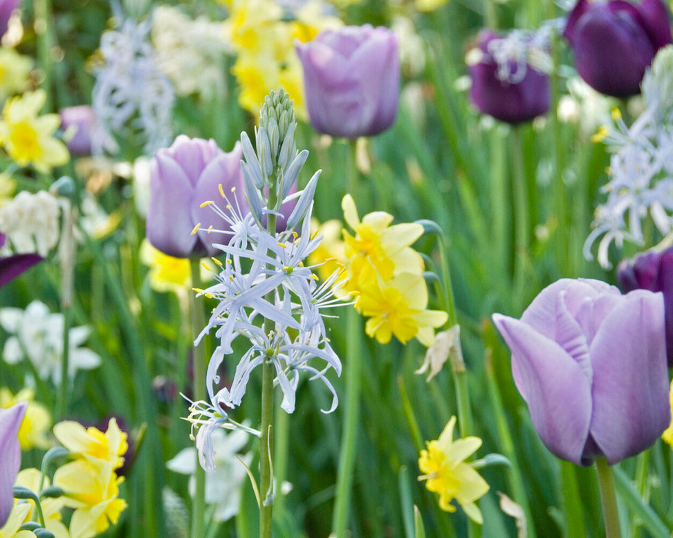 Camassia cusickii