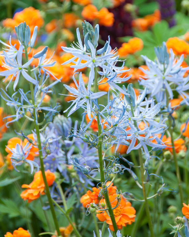 Camassia cusickii