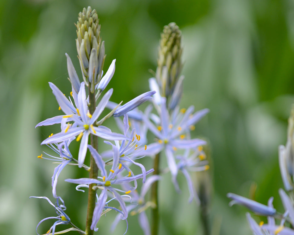 Camassia cusickii