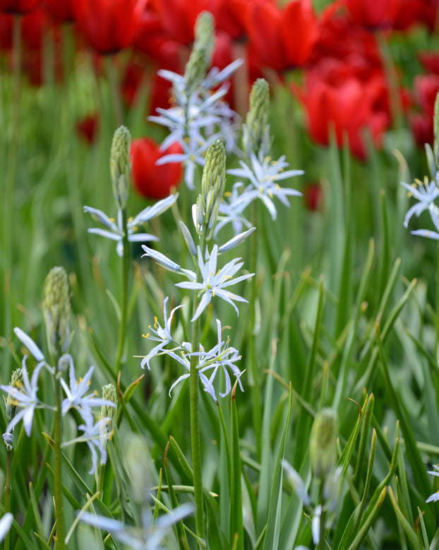 Camassia cusickii