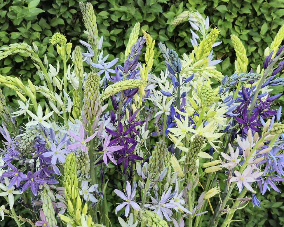 Camassia 'Hybrids Mix'