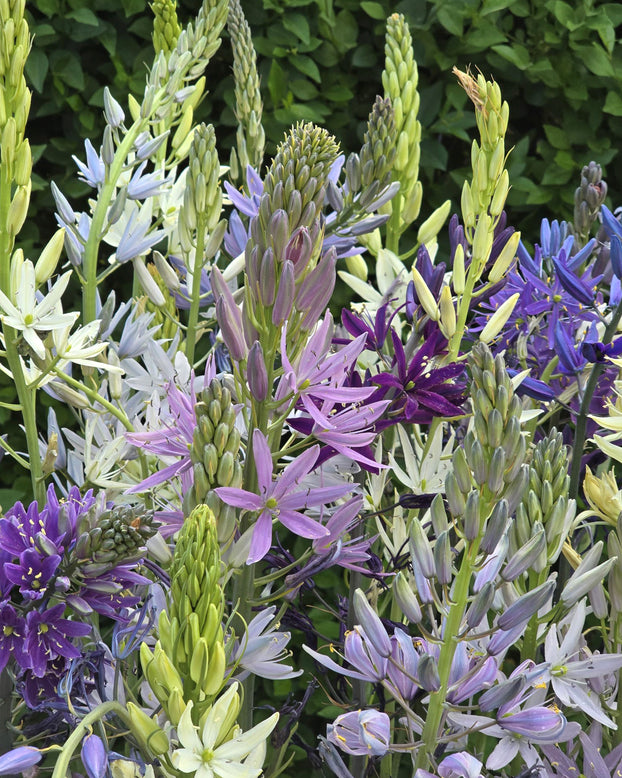 Camassia 'Hybrids Mix'