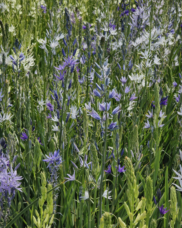 Camassia 'Hybrids Mix'