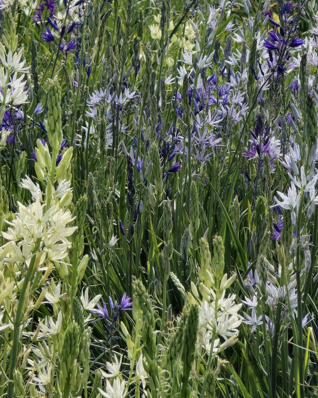 Camassia 'Hybrids Mix'