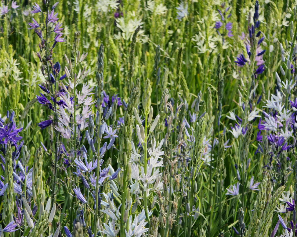 Camassia 'Hybrids Mix'