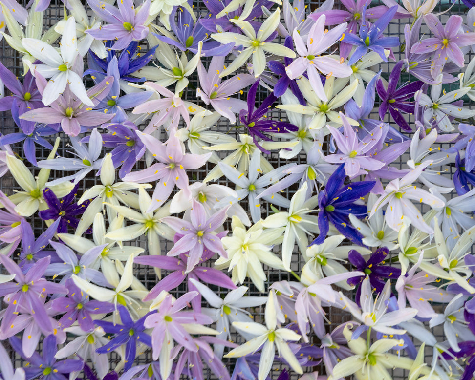 Camassia 'Hybrids Mix'
