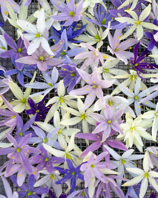 Camassia 'Hybrids Mix' Camassia 'Hybrids Mix'