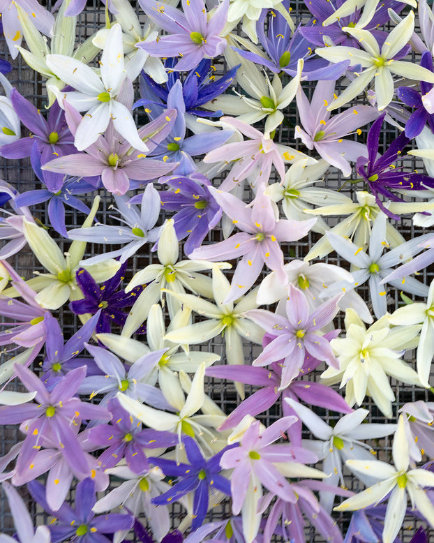 Camassia 'Hybrids Mix'