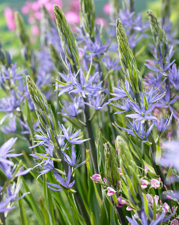 Camassia 'Caerulea'
