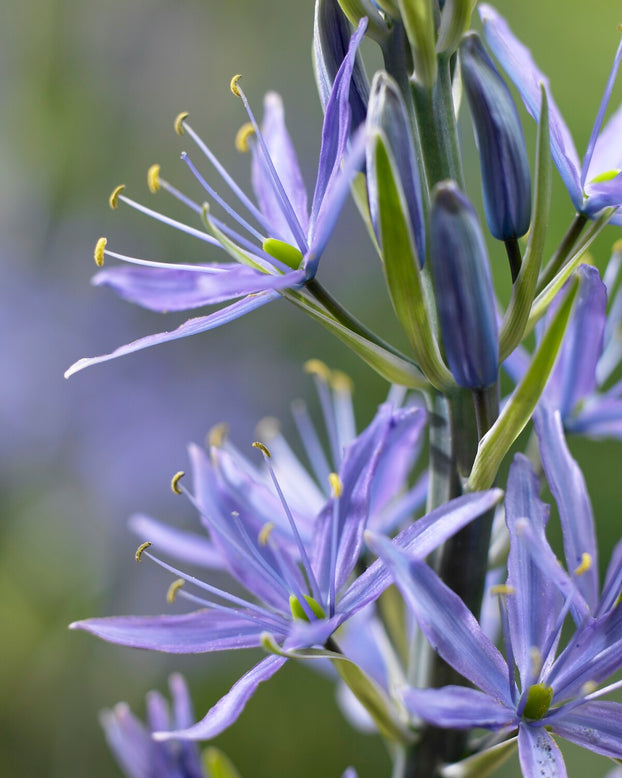 Camassia 'Caerulea'