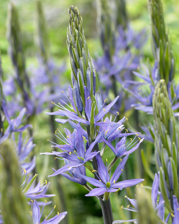 Camassia 'Caerulea'