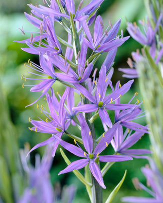 Camassia 'Caerulea' Camassia 'Caerulea'
