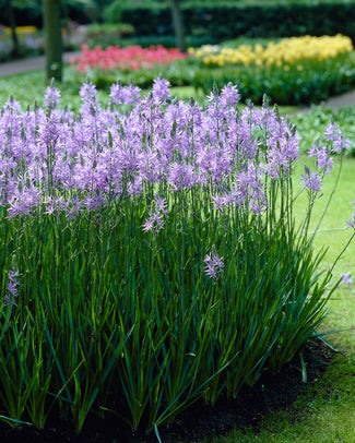 Camassia 'Caerulea' Camassia 'Caerulea'