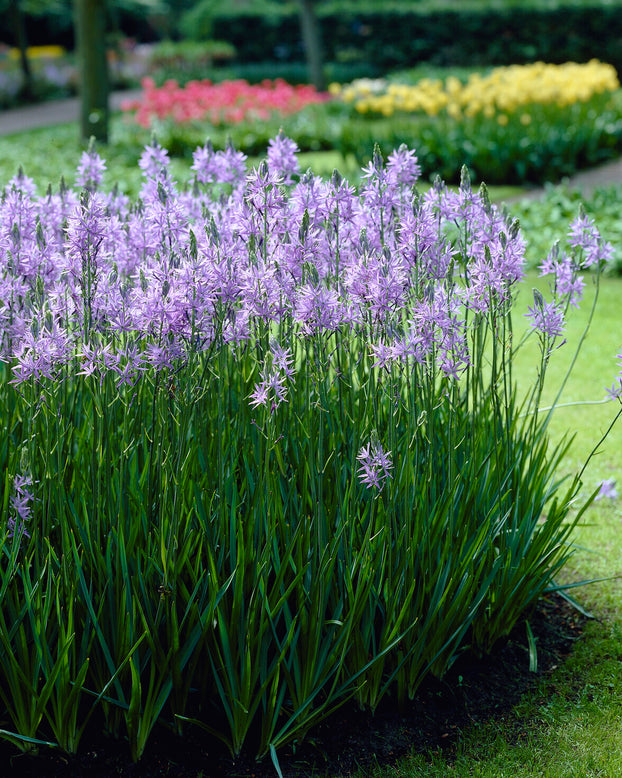 Camassia 'Caerulea'