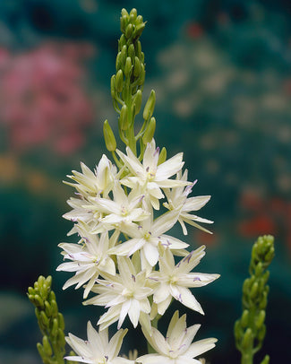 Camassia 'Semiplena' Camassia 'Semiplena'