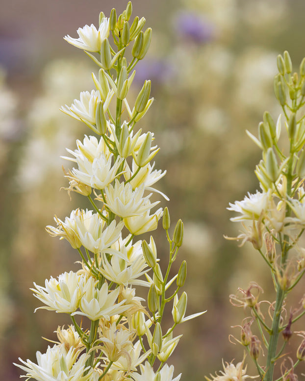 Camassia 'Semiplena'