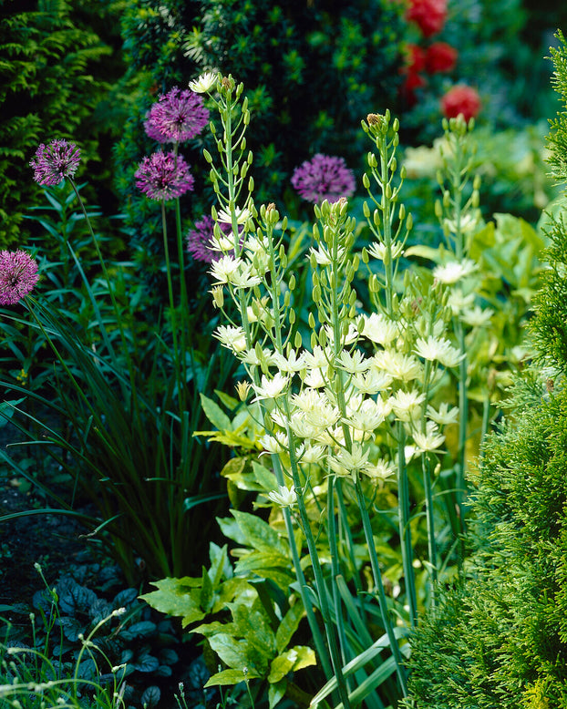 Camassia 'Semiplena'