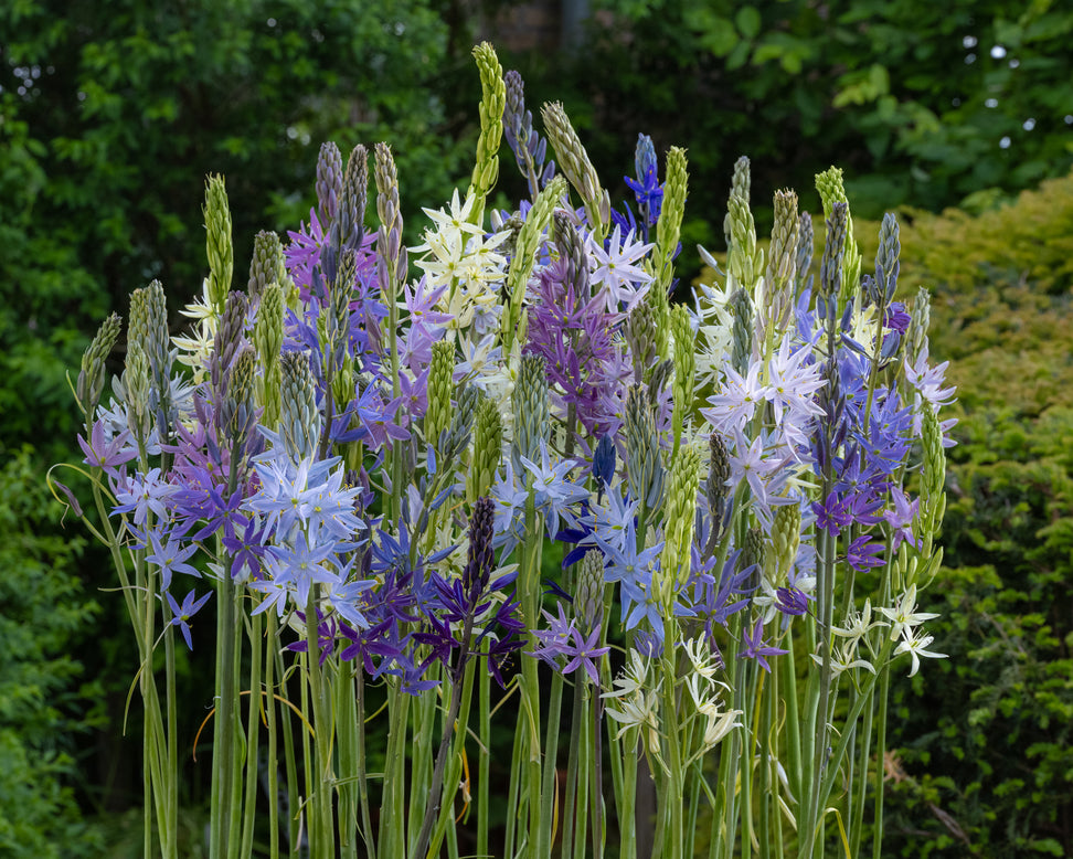 Camassia 'Hybrids Mix'