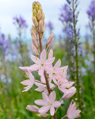 Camassia 'Pink Star' Camassia 'Pink Star'