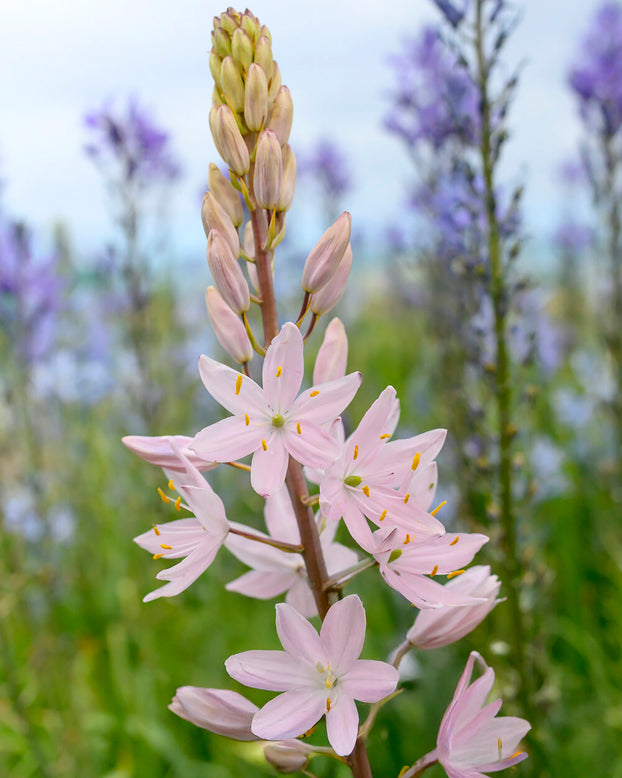 Camassia 'Pink Star'