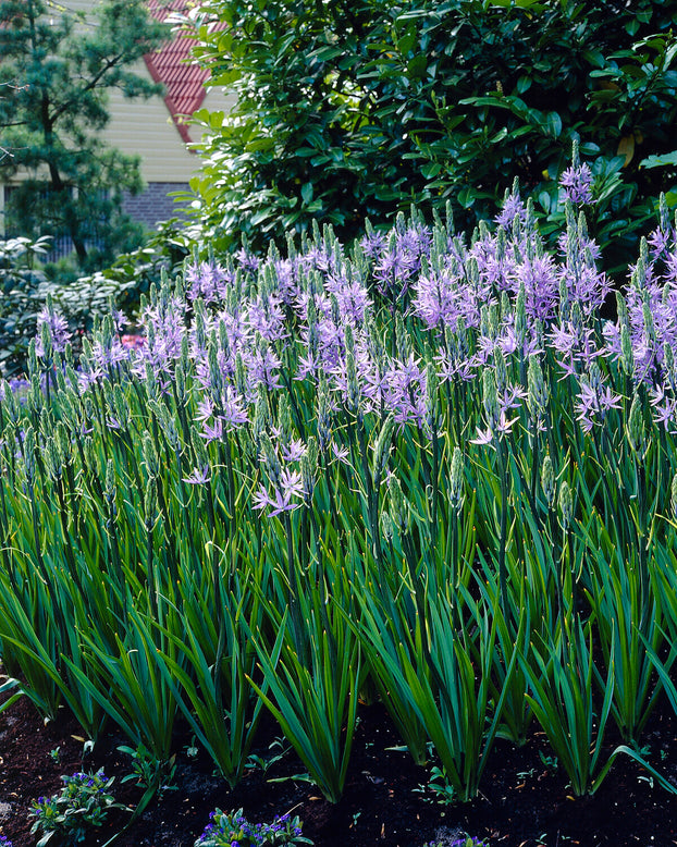 Camassia quamash