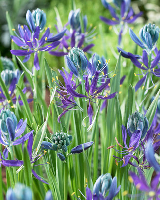 Camassia quamash Camassia quamash