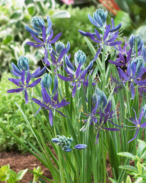 Camassia quamash