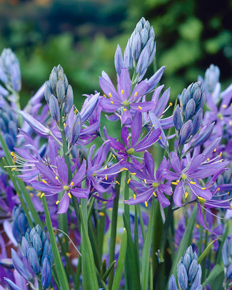 Camassia quamash Camassia quamash