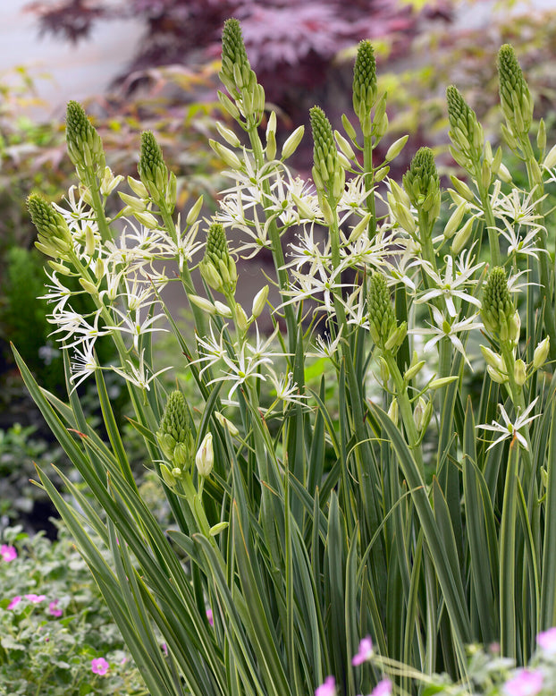 Camassia 'Sacajawea'