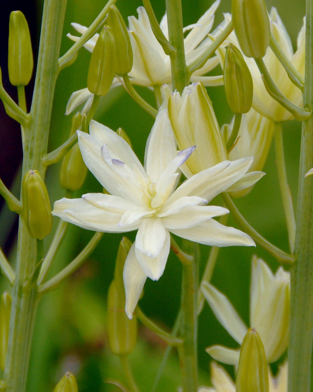 Camassia 'Semiplena'