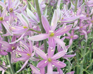 Camassia 'Sweet Candle' Camassia 'Sweet Candle'