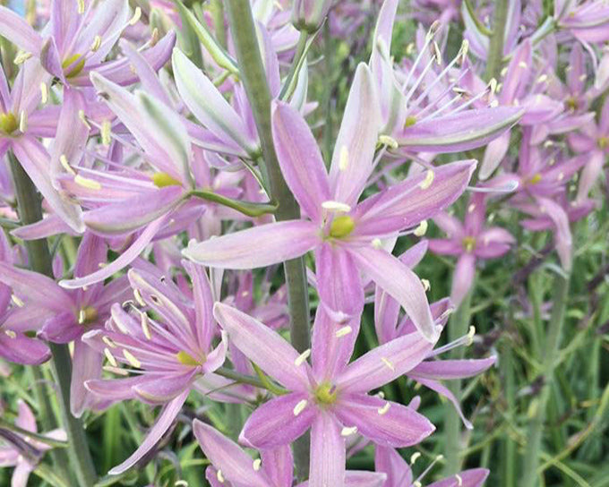 Camassia 'Sweet Candle'