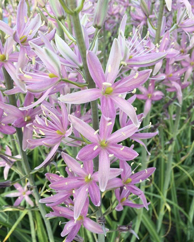 Camassia 'Sweet Candle'