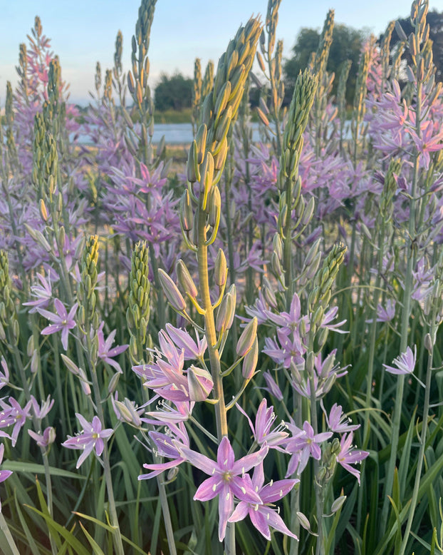 Camassia 'Sweet Candle'