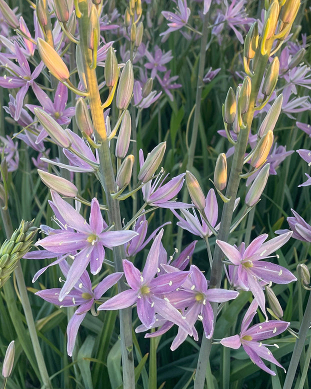 Camassia 'Sweet Candle'