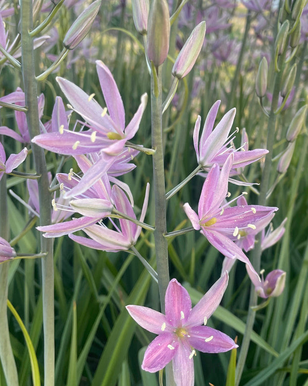 Camassia 'Sweet Candle'