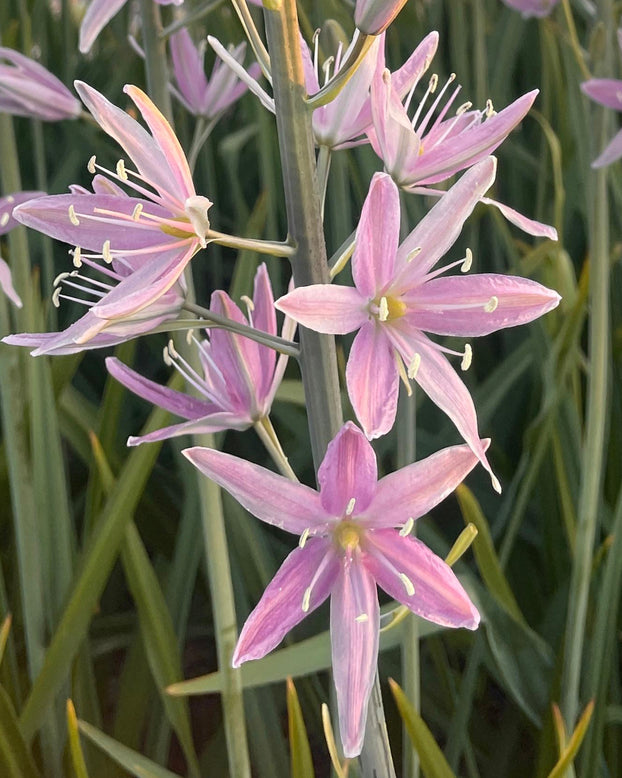 Camassia 'Sweet Candle'
