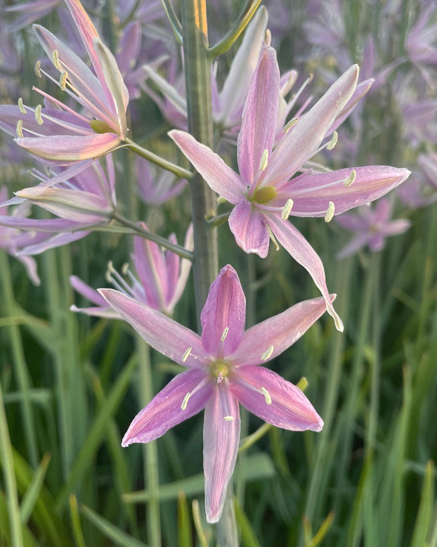 Camassia 'Sweet Candle'