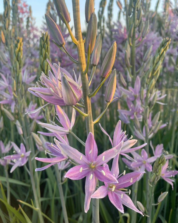 Camassia 'Sweet Candle'