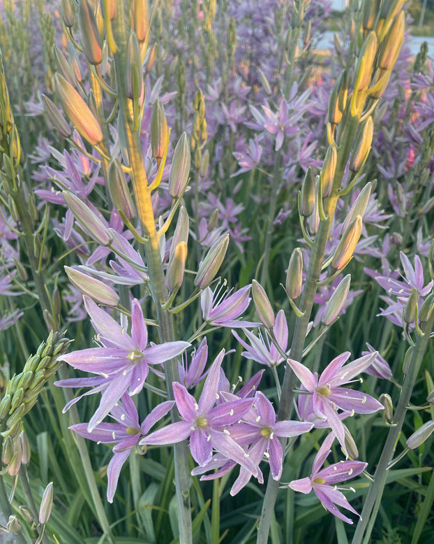 Camassia 'Sweet Candle'