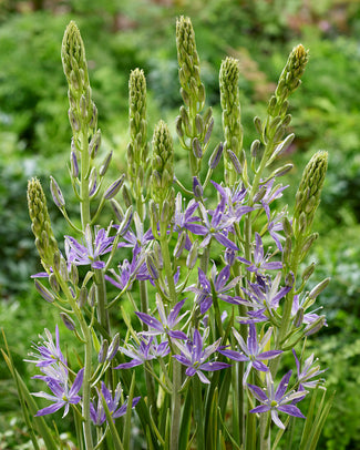 Camassia 'Twilight Candle' Camassia 'Twilight Candle'