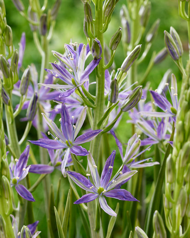 Camassia 'Twilight Candle'