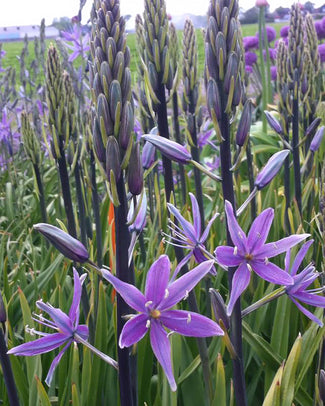 Camassia 'Violet Candle' Camassia 'Violet Candle'