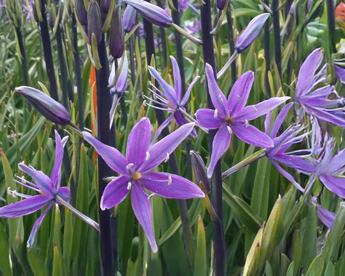 Camassia 'Violet Candle'